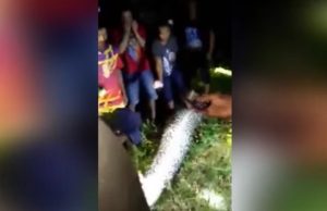 pytonkäärme-indonesia