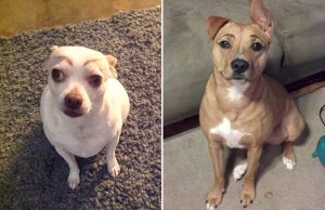 mp-koirat-kulmakarvat-artik