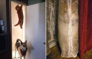 mp-ninjakissat-artik