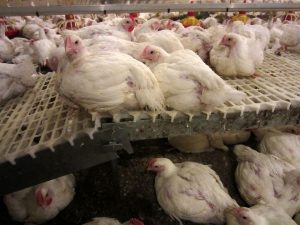 broileri-kana-stt-seppo-kirra