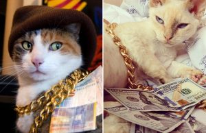 mp-kissat-rahassa-artik