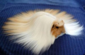 mp-marsu-turkki-artik