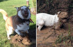 mp-mutaiset-koirat2-artik