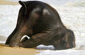 mp-pienet-elefantit2-artik