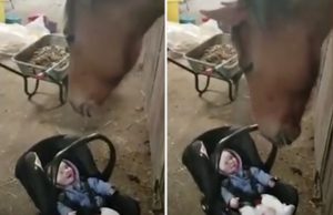 mp-hevonen-keinuttaa-artik