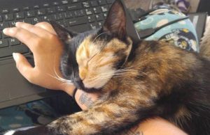 mp-lemmikki-huomiota-omistaja-artik