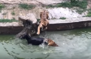 tiikerit aasi eläintarha