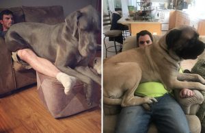 mp-jattimaiset-koirat-artik