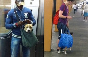 mp-koirat-metro-nyc-artik