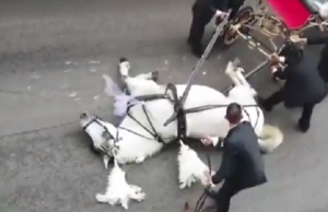 hevonen kaatui kärryjen eteen