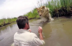 leijona hyppää kohti miestä