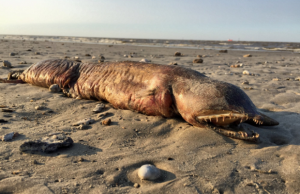 outo merenelävä teksasissa