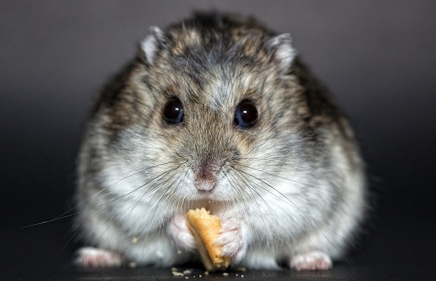 hamsteri