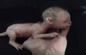 ihmiskasvoinen olento