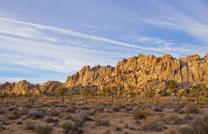 joshua tree kansallispuisto