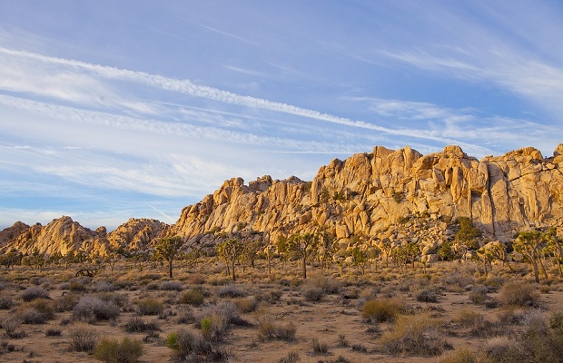 joshua tree kansallispuisto