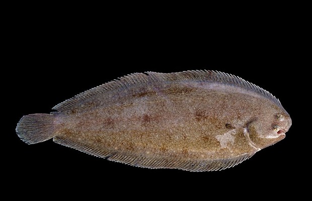 kala dover sole