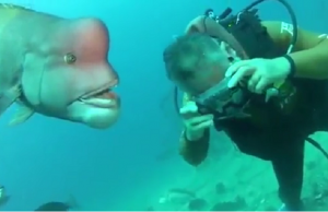 kala mies ystävykset