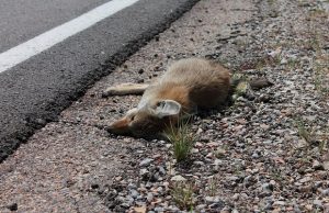 kettu auton alle jäänyt