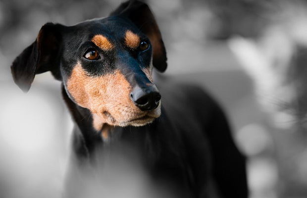 koira pinscher