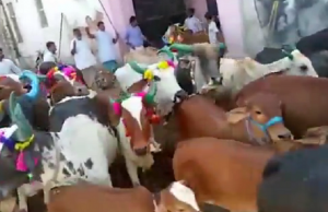 lehmät rituaali intia