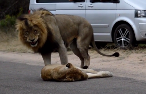 leijonat parittelevat