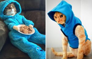 mp-kissat-huppreissa2-artik