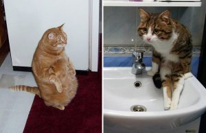 mp-kissat-unohtivat-istua-artik