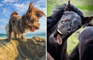 mp-lemmikkikuvat-hauskat-2017-artik