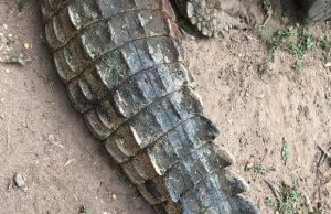 tomi-björck-darwin-australia-1-crop