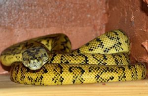 käärme keltainen