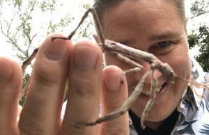 tomi-björck-hyönteiset-sauvasirkka-crop