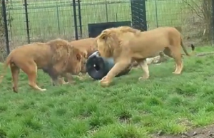 leijonat tynnyri dailymail