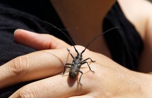 naisen käsi ötökkä