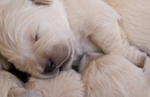 pentu-pennut-koira-kunltainennoutaja-pixabay