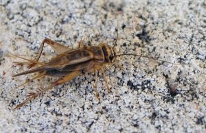 kotisirkka-Acheta-domestica-luva-Luis-Fernández-García L. Fdez-creative-commons.