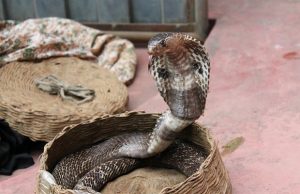 käärme-kobra-pixabay