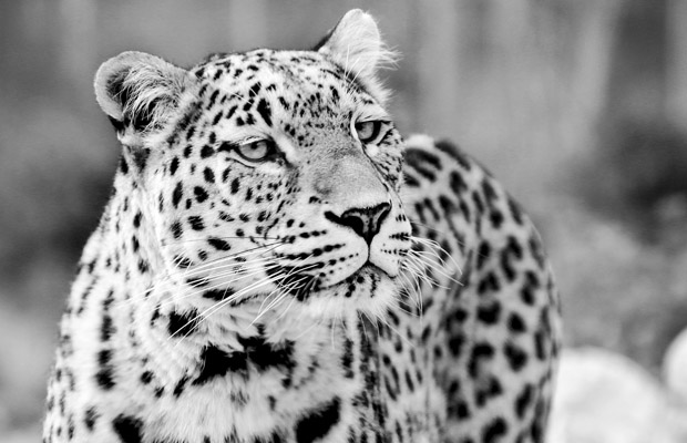leopardi-pixabay