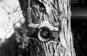 kamera-puu-pixabay