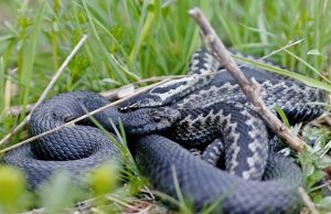 kyykäärme-kuva-agria-fi