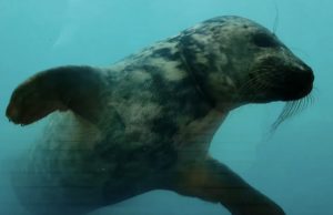 hylje-muoviroska-youtube