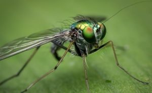 itikka_sääski_vapaakuva