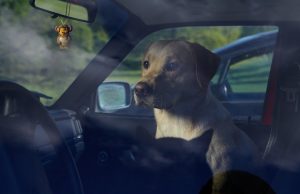 koira-auto-kuva-agria-eläinvakuutus