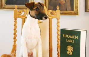 koira-laki-kuva-suomen-kennelliitto-crop