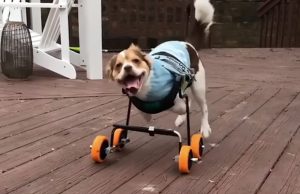 koira-pyoratuoli-youtube