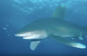 hai-hyokkaus-sukeltaja-youtube