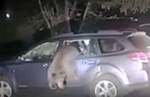 katumaasturi-karhu-jumissa-youtube