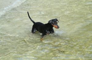 koira-vedessä-kuva-agria-eläinvakuutus