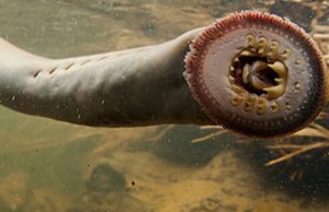 oudoimmat-elaimet-top5-youtube