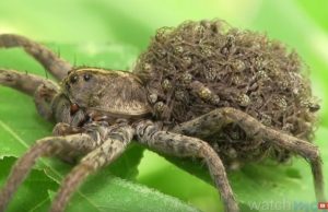 hämähäkki_YouTube